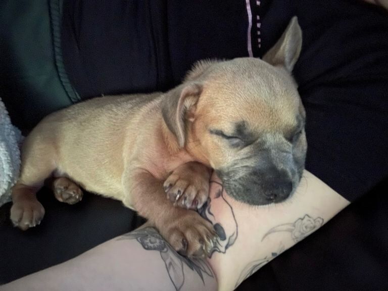 Jack Russell Cross French Bulldog Puppy for Rehoming