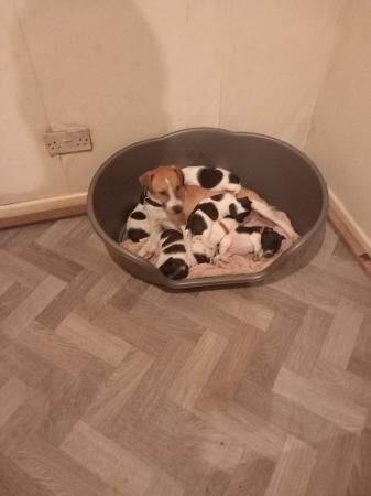 Jack Russell Cross plummer terrier for sale in Chorley, Lancashire - Image 1