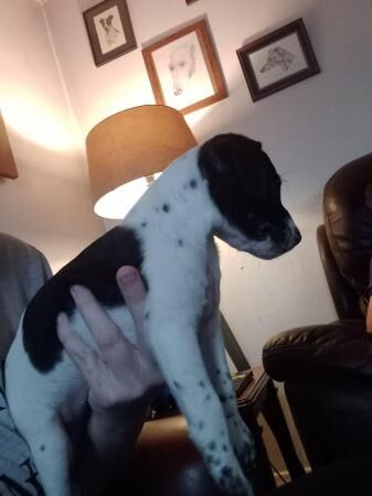 Jack Russell Cross plummer terrier for sale in Chorley, Lancashire - Image 3