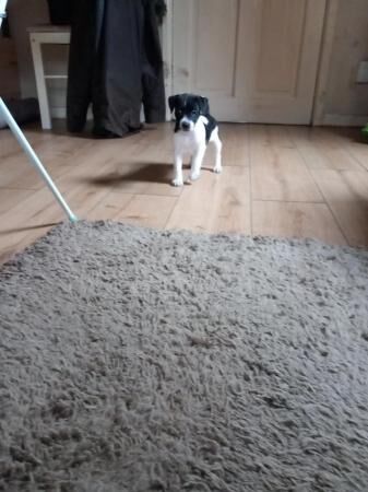 Jack Russell Cross plummer terrier for sale in Chorley, Lancashire - Image 4