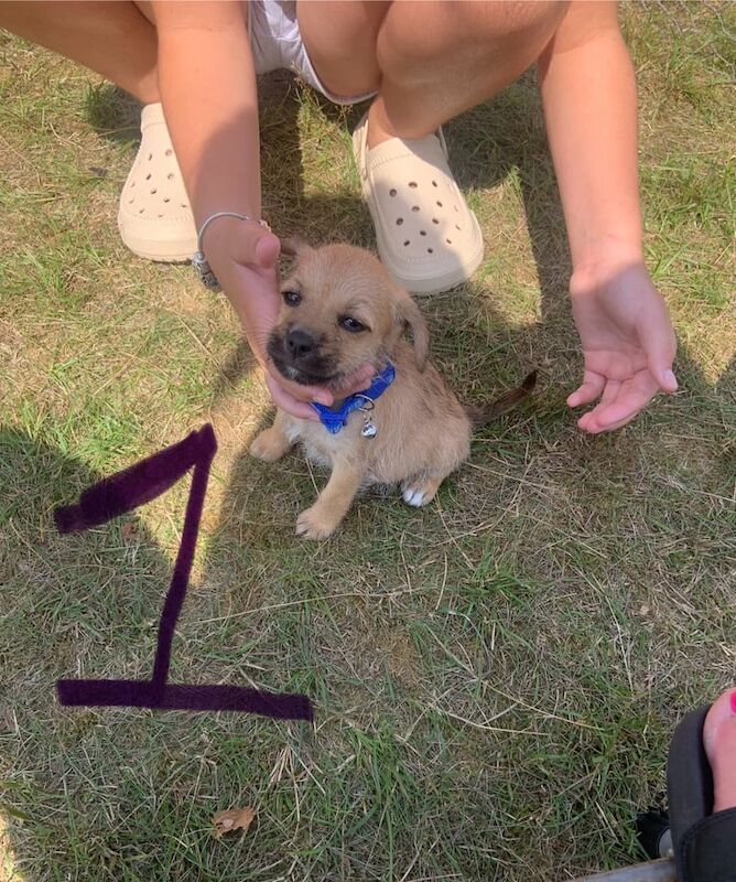 Jack Russell puppies for sale in Chelmsford, Essex – 9 weeks old