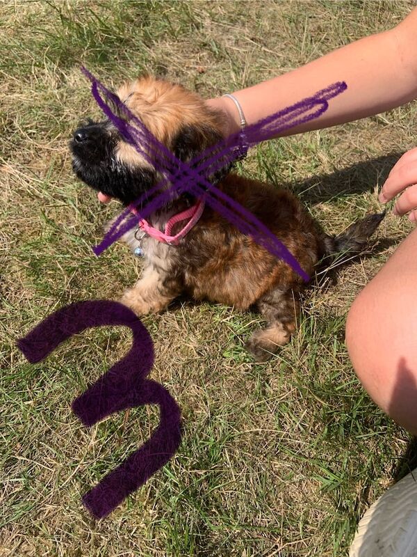 Jack Russell puppies for sale in Chelmsford, Essex – 9 weeks old - Image 3 of 3
