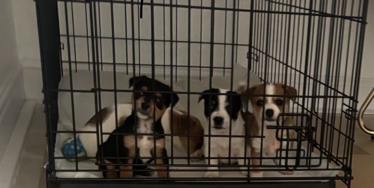 Jack Russell Terrier puppies for sale in Middleton, West Yorkshire – 6 weeks old