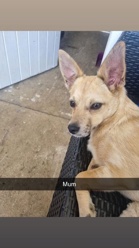 Jack Russell puppies for sale in Chard, Somerset – 2 weeks old