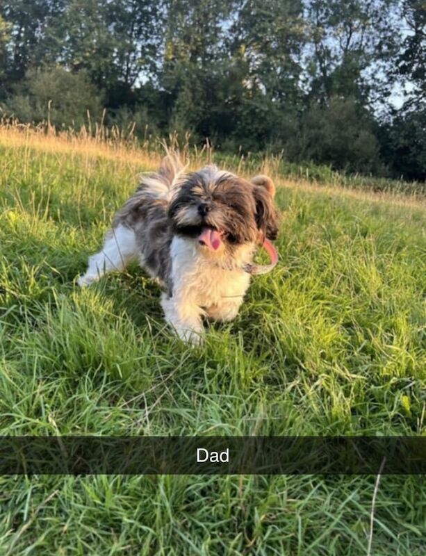 Jack Russell puppies for sale in Chard, Somerset – 2 weeks old - Image 2 of 3