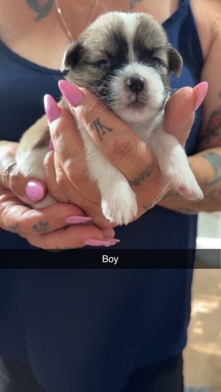 Jack Russell puppies for sale in Chard, Somerset – 2 weeks old - Image 3 of 3