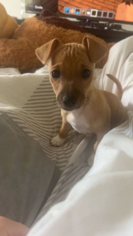 Jack Russell puppies for sale in Newry, County Armagh – 10 weeks old