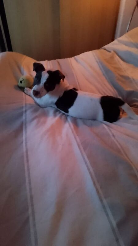 Jack Russell puppies for sale in Royton, Greater Manchester – 9 months old