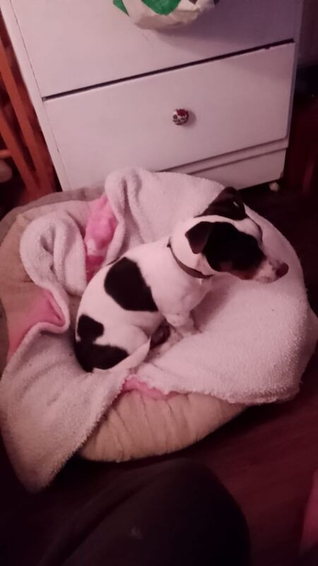 Jack Russell Terrier puppies for sale in Royton, Greater Manchester – 9 months old - Image 2 of 2