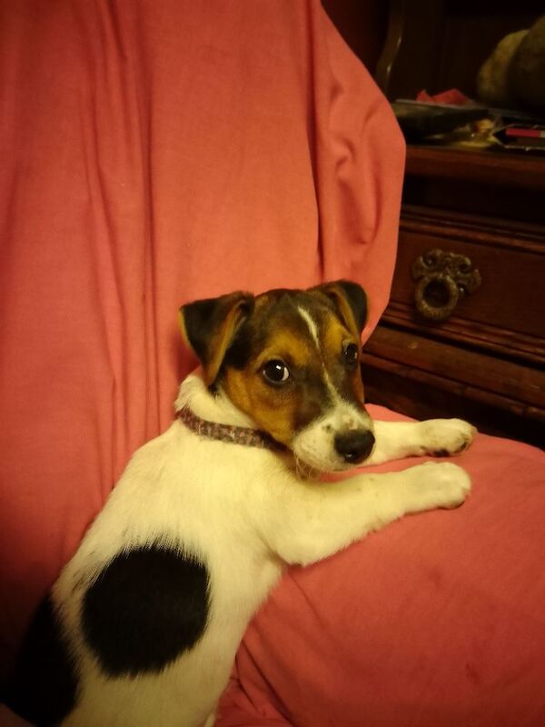 Jack Russell dog puppy