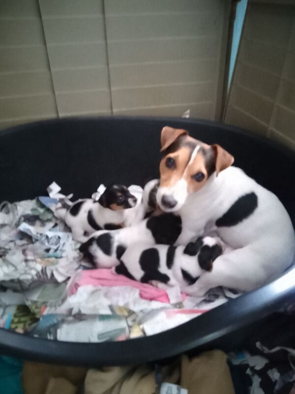 Jack Russell dog puppy - Image 2 of 3