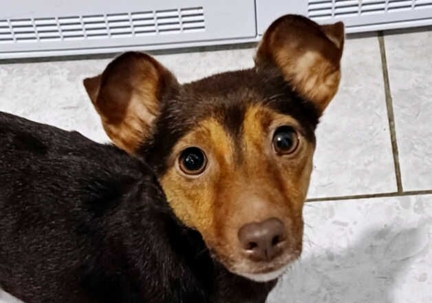 Jack Russell Terrier puppies for sale in Bewdley, Worcestershire – 5 years old - Image 1 of 2