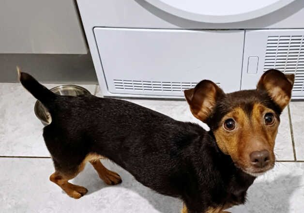 Jack Russell Terrier puppies for sale in Bewdley, Worcestershire – 5 years old - Image 2 of 2