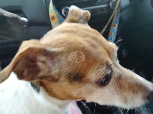 Jack Russell Terrier puppies for sale in Rugby, Warwickshire – 13 years old - Image 1 of 1