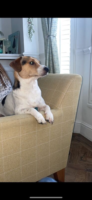Jack Russell for rehome for sale in Greater Manchester