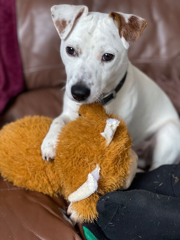Jack Russell Terrier puppies for sale in Greater Manchester – 5 years old