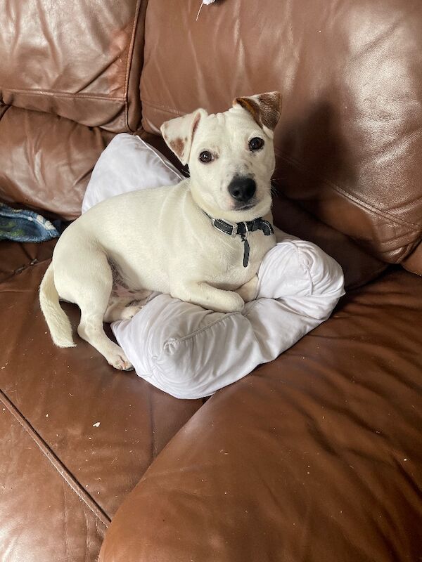 Jack Russell Terrier puppies for sale in Greater Manchester – 5 years old - Image 3 of 4