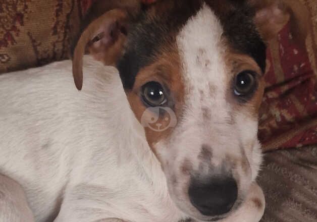Jack Russell puppies for sale in Boston, Lincolnshire – 1 year old - Image 1 of 3
