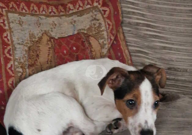 Jack Russell puppies for sale in Boston, Lincolnshire – 1 year old - Image 3 of 3