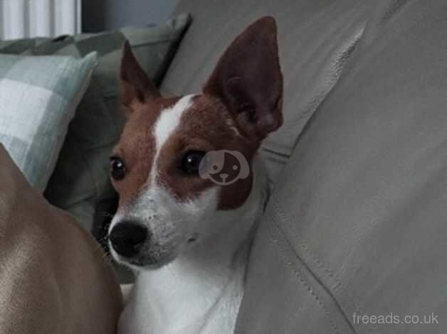 Jack Russell Terrier puppies for sale in Gateshead, Tyne and Wear – 3 years old - Image 1 of 5