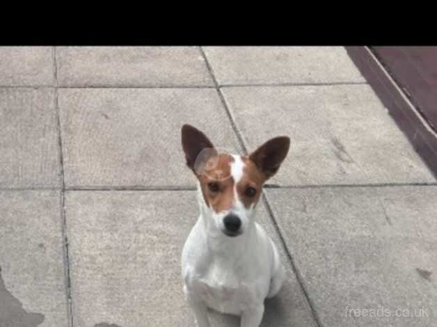 Jack Russell Terrier puppies for sale in Gateshead, Tyne and Wear – 3 years old - Image 2 of 5