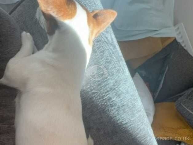 Jack Russell Terrier puppies for sale in Gateshead, Tyne and Wear – 3 years old - Image 3 of 5