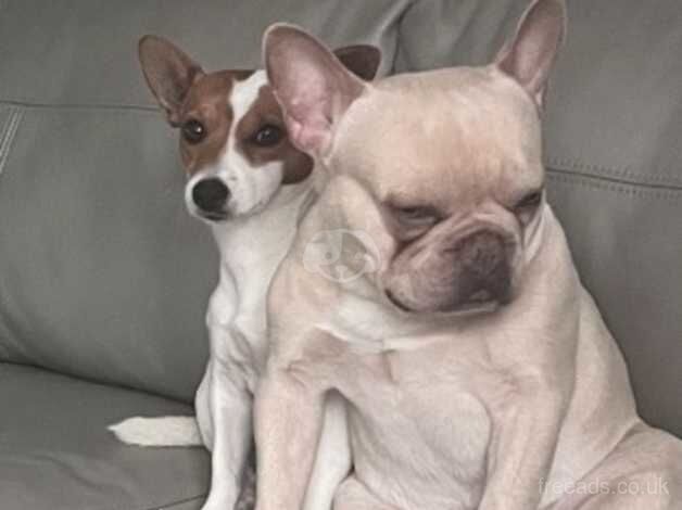 Jack Russell Terrier puppies for sale in Gateshead, Tyne and Wear – 3 years old - Image 4 of 5