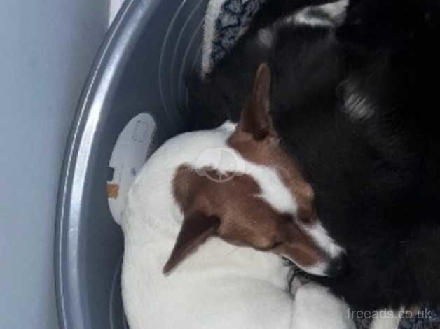 Jack Russell Terrier puppies for sale in Gateshead, Tyne and Wear – 3 years old - Image 5 of 5