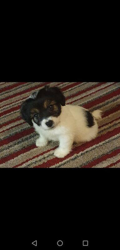 Jack Russell puppies for sale in Wickham, Hampshire – 10 weeks old