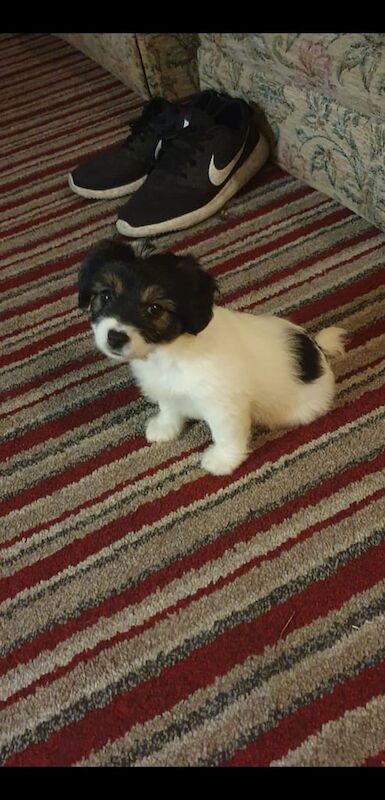 Jack Russell puppies for sale in Wickham, Hampshire – 10 weeks old - Image 2 of 3