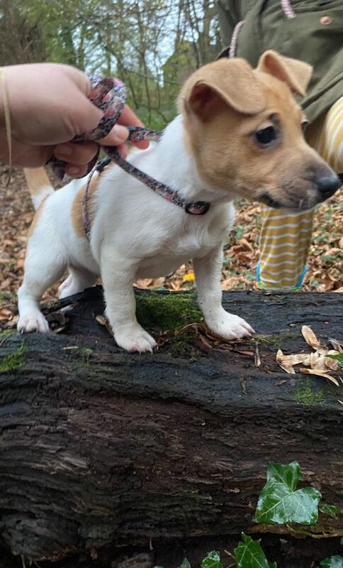 Jack Russell Terrier puppies for sale in Welwyn Garden City, Hertfordshire – 9 weeks old