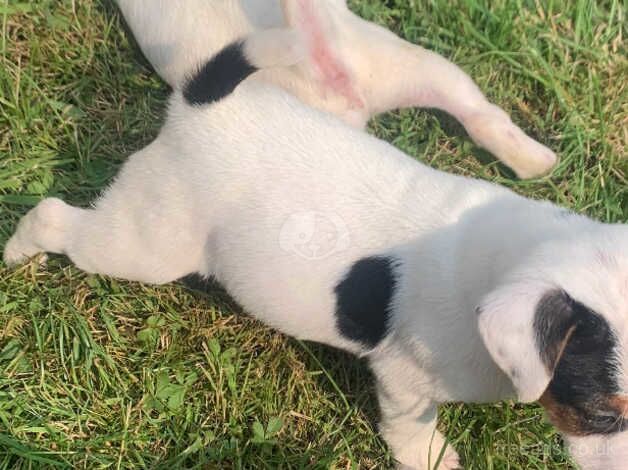 Jack Russell puppies for sale in Bristol – 1 year old - Image 1 of 2