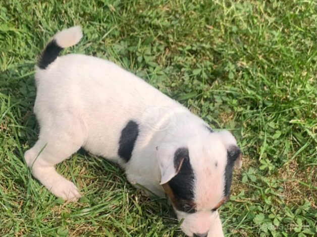 Jack Russell puppies for sale in Bristol – 1 year old - Image 2 of 2