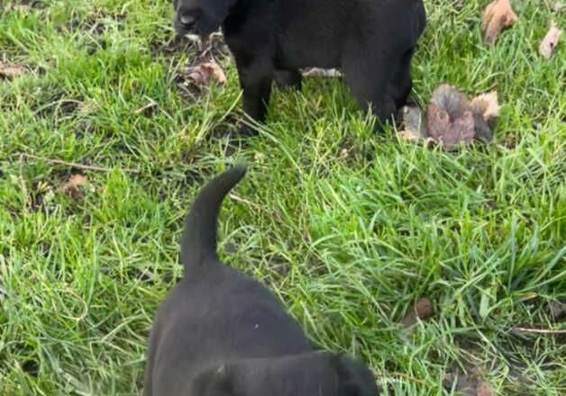 Jack Russell puppies for sale in Doncaster, South Yorkshire – 9 months old - Image 1 of 3