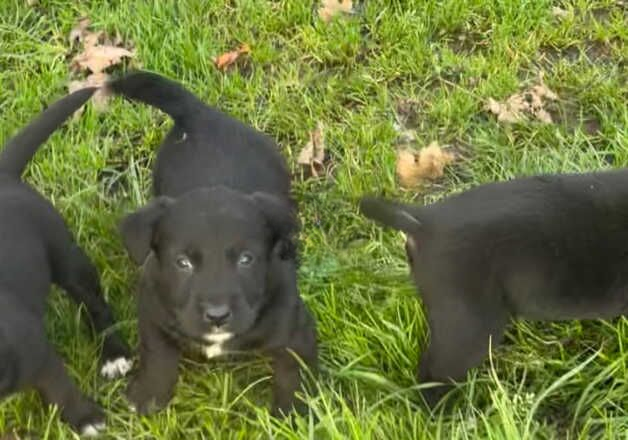 Jack Russell puppies for sale in Doncaster, South Yorkshire – 9 months old - Image 3 of 3
