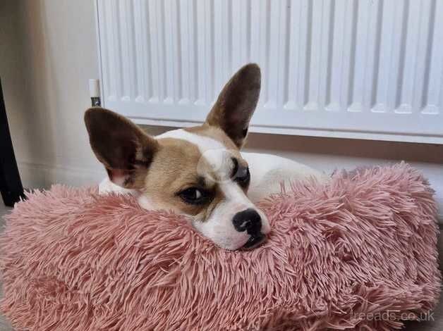 Jack Russell Terrier puppies for sale in Leicester, Leicestershire – 1 year old - Image 1 of 2