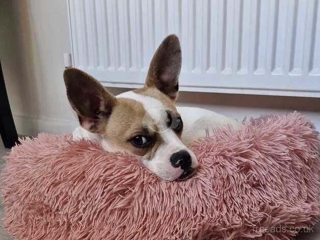 Jack Russell Terrier puppies for sale in Leicester, Leicestershire – 1 year old - Image 2 of 2
