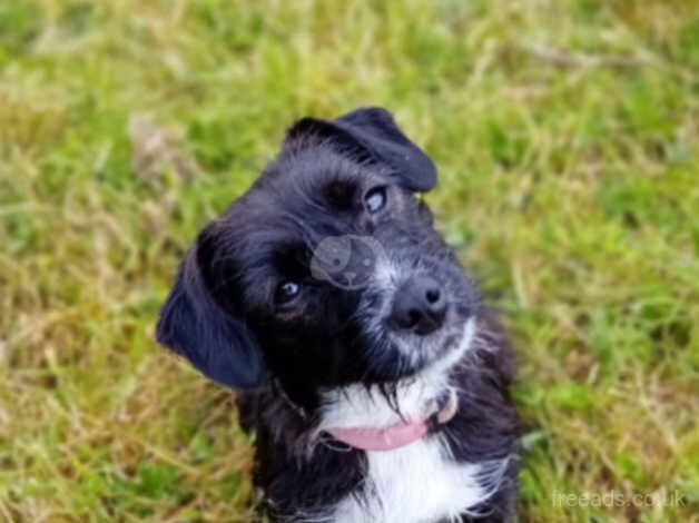 Jack Russell for sale in Llandeilo, Carmarthenshire - Image 1
