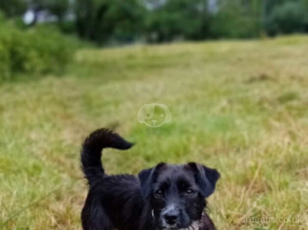 Jack Russell for sale in Llandeilo, Carmarthenshire - Image 2