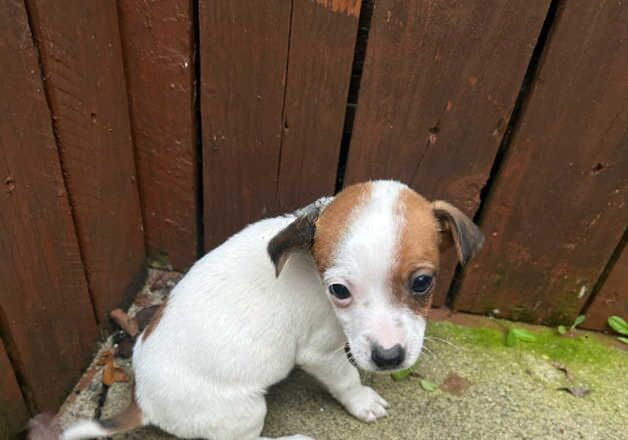 Jack Russell Terrier puppies for sale in Marden, Tyne and Wear – 1 year old - Image 1 of 2