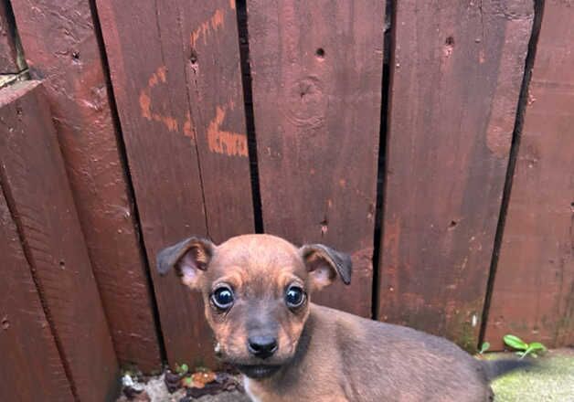 Jack Russell Terrier puppies for sale in Marden, Tyne and Wear – 1 year old - Image 2 of 2