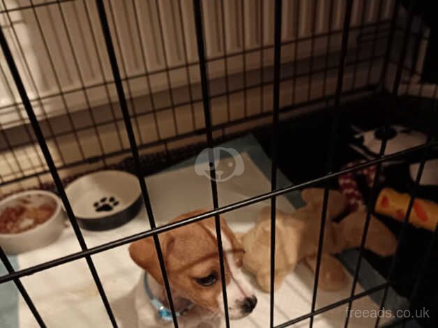 Jack Russell puppies for sale in Newport, Shropshire – 10 months old - Image 1 of 3