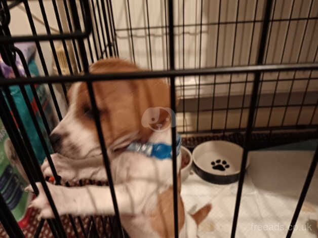 Jack Russell puppies for sale in Newport, Shropshire – 10 months old - Image 3 of 3