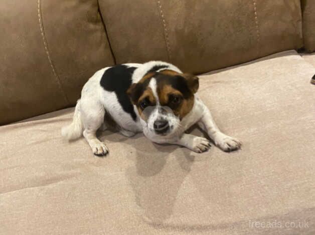 Jack Russell Terrier puppies for sale in Scunthorpe, Lincolnshire – 3 years old - Image 1 of 3