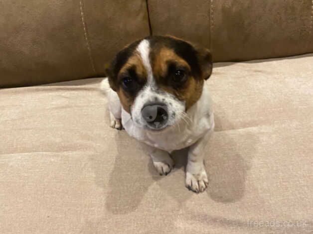 Jack Russell Terrier puppies for sale in Scunthorpe, Lincolnshire – 3 years old - Image 3 of 3