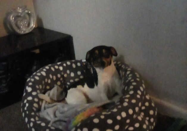 Jack Russell puppies for sale in Skegness, Lincolnshire – 1 year old - Image 1 of 2