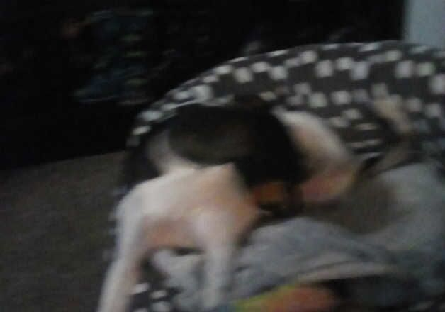 Jack Russell puppies for sale in Skegness, Lincolnshire – 1 year old - Image 2 of 2