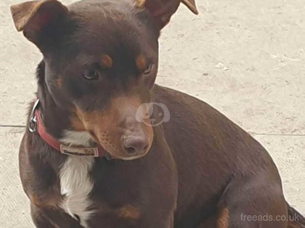 Jack Russell Terrier puppies for sale in Willenhall, West Midlands – 1 year old - Image 3 of 4