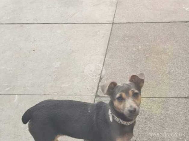 Jack Russell Terrier puppies for sale in Willenhall, West Midlands – 1 year old - Image 4 of 4