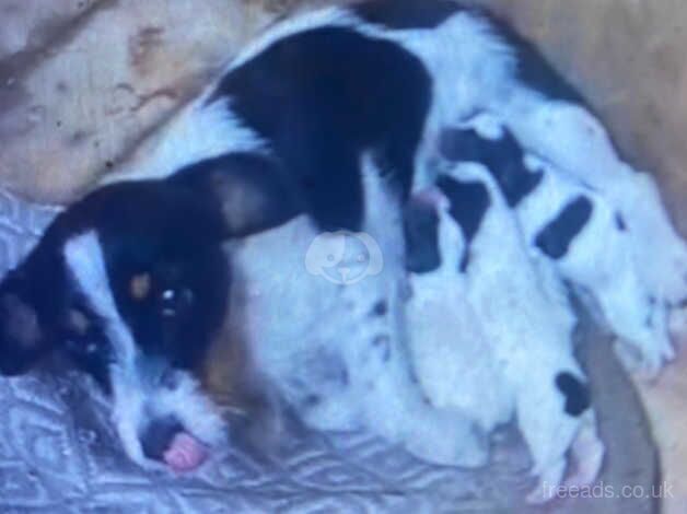 Jack Russell puppies for sale in Witney, Oxfordshire – 10 months old - Image 1 of 5